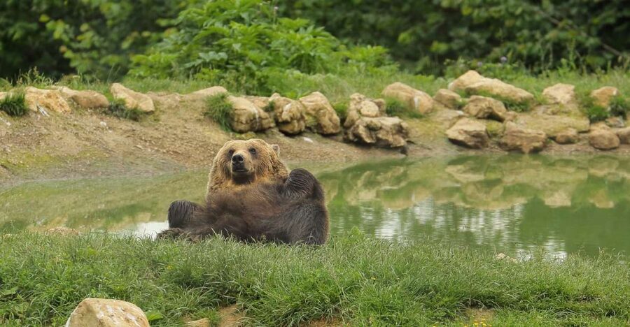 Bucharest: Day Trip to Bear Sanctuary, Bran Castle & Brasov - What to bring, and what can get in your way