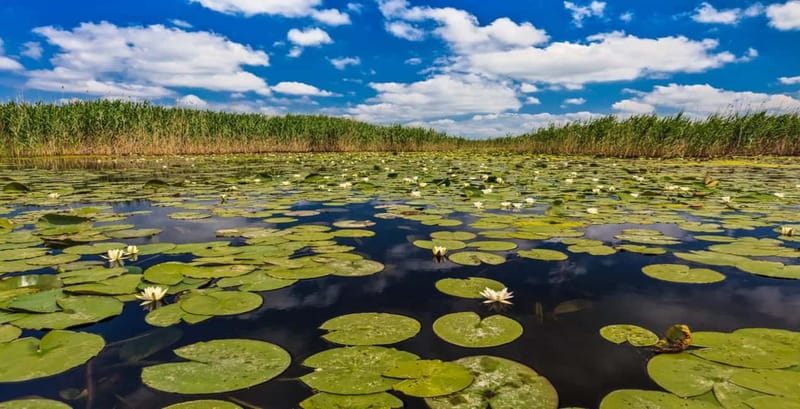 Bucharest: Day Trip to Danube Delta Small Group Premium Tour - Why Tulcea Is the Gateway to the Danube Delta