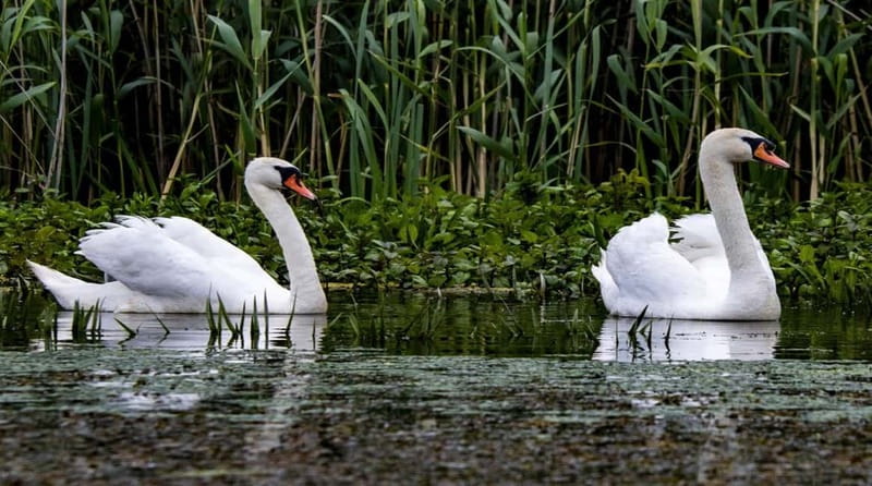 Bucharest: Day Trip to Danube Delta Small Group Premium Tour - Your Short Tulcea Stop Before You Hit the Water