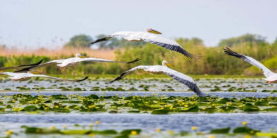 Day Trip to Danube Delta Small Group Premium Tour