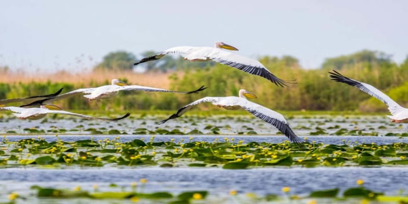 Bucharest: Day Trip to Danube Delta Small Group Premium Tour - The 6:45 AM Start and the 4-Hour Drive Each Way