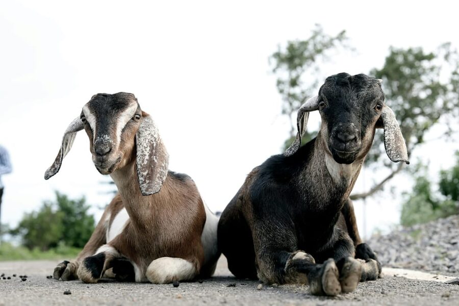 Bucharest: Ranch with Domestic Animals Day Trip - Key things to know before you go