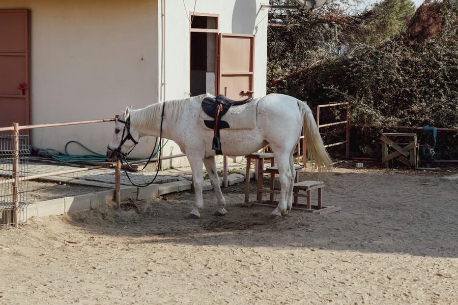 Bucharest: Ranch with Domestic Animals Day Trip - How to make the ranch part smooth: what to wear and how to plan your photo time