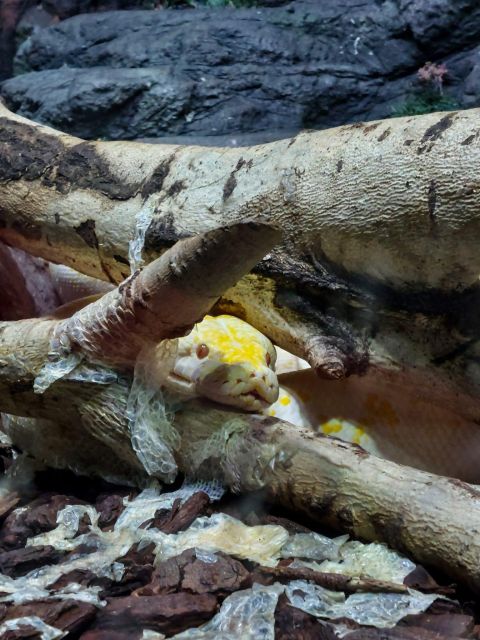 Bucharest: Reptiland Bucharest Entry Ticket - Meet Reptiles Face-to-Face, From Chameleons to Romania’s Biggest Python