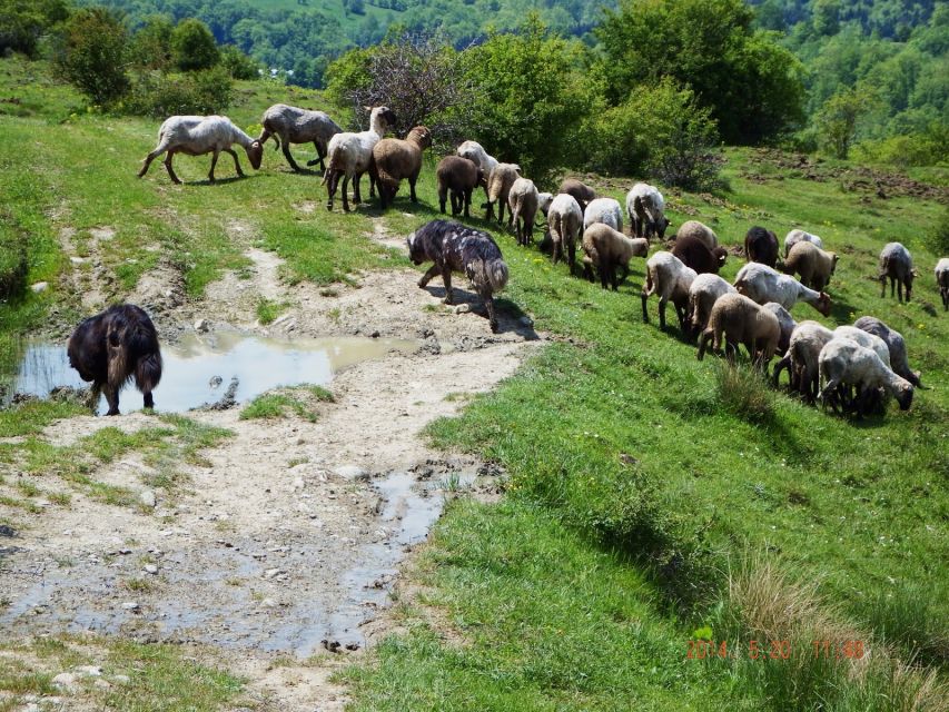 Bucharest: Slanic Salt Mine & Carpathian Mountains Day Tour - Carpathian villages: seeing everyday life, not just decorated streets