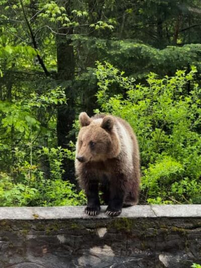 Top Gear Road and Wild Brown Bears Day Trip