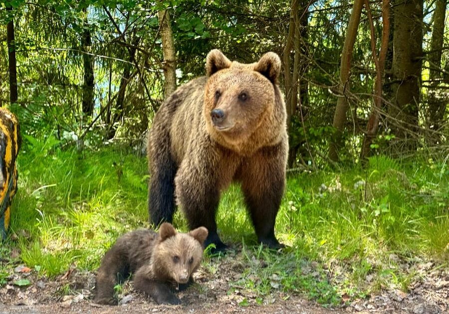 Bucharest: Top Gear Road and Wild Brown Bears Day Trip - Bâlea Glaciar Lake at 2,034 m: free time, shops, and real weather