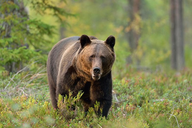 Carpathian Wilderness: A Wildlife Experience from Brașov - Key highlights to know before you go