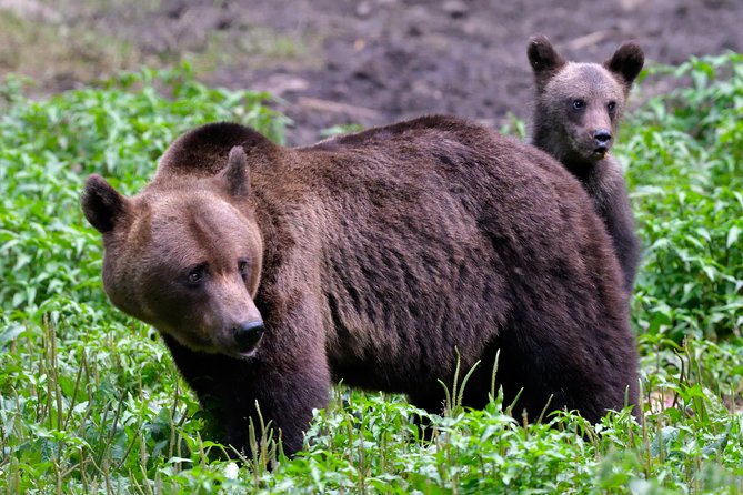 Carpathian Wilderness: A Wildlife Experience from Brașov - Getting from Brașov into true bear territory
