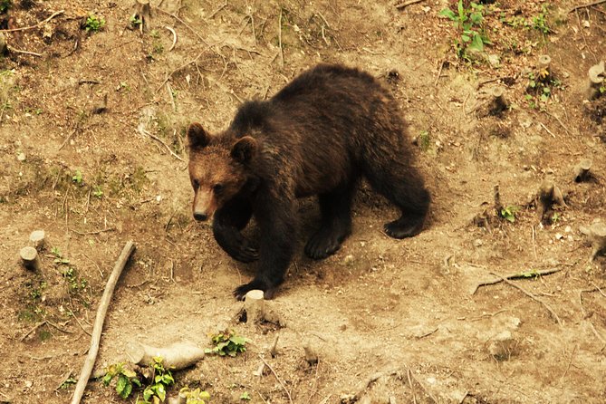 Carpathian Wilderness: A Wildlife Experience from Brașov - Brown bear watching: what you are actually looking for