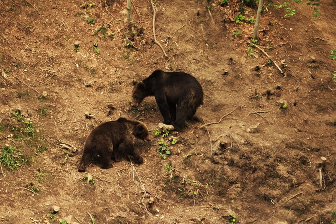 Carpathian Wilderness: A Wildlife Experience from Brașov - How often you will see something: the 70% mindset