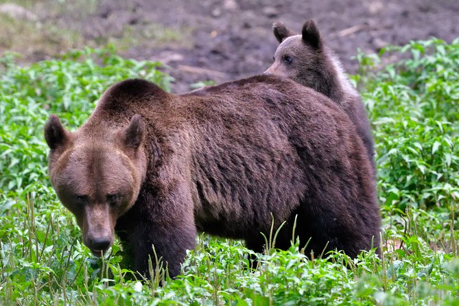 Carpathian Wilderness: A Wildlife Experience from Brașov - Other wildlife besides bears that can steal the show