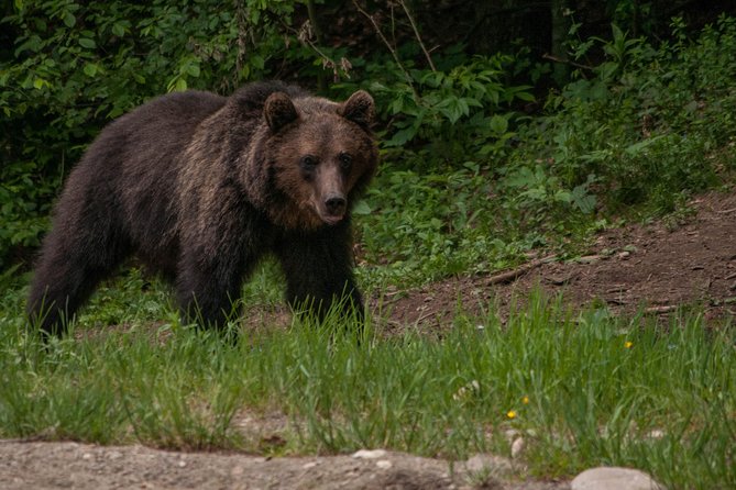 Carpathian Wilderness: A Wildlife Experience from Brașov - Ranger guidance in real language, and real safety