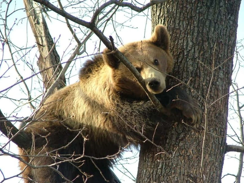 Carpathian Wilderness: A Wildlife Experience from Brașov - Price and Value: Is $93 Worth It?