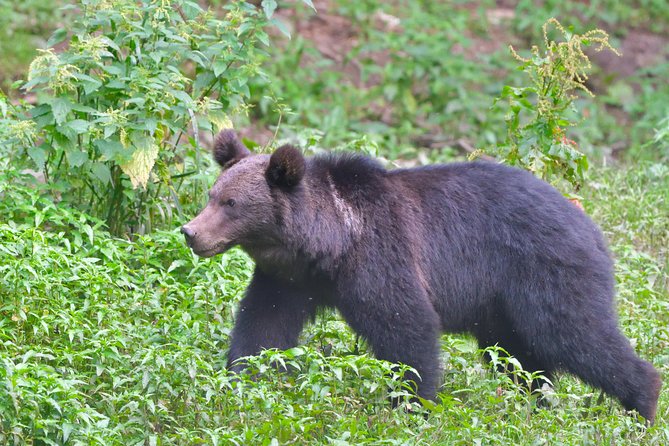 Carpathian Wilderness: A Wildlife Experience from Brașov - Timing the Tour Right: Why Start Times Run Late