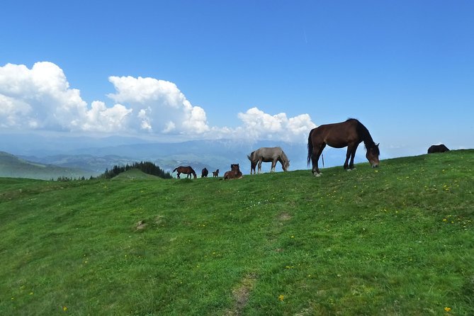 Carpathians in Romania: Bucegi Natural Park with native Spanish guide. - The guide experience: Spanish, warm, and focused on your comfort