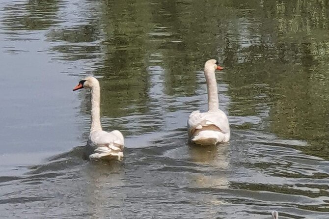Daily Tours in the Danube Delta - Camely Cruise - What happens on the water: a full Danube Delta experience