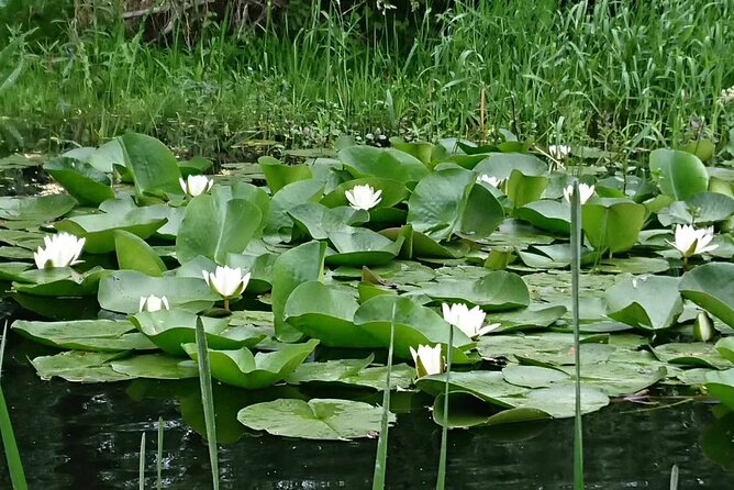 Daily Tours in the Danube Delta - Camely Cruise - Snacks, coffee, and bottled water: included value you feel