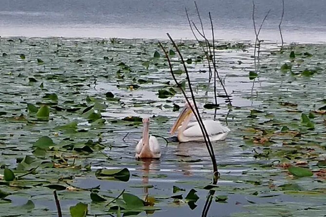Daily Tours in the Danube Delta - Camely Cruise - Price and value: $494.60 per group, up to 10