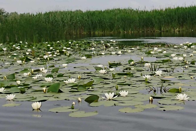 Daily Tours in the Danube Delta - Camely Cruise - Lunch on your own: plan for the add-on