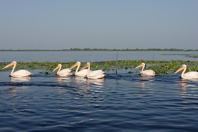 Daily Tours in the Danube Delta - Camely Cruise - Who this cruise suits best