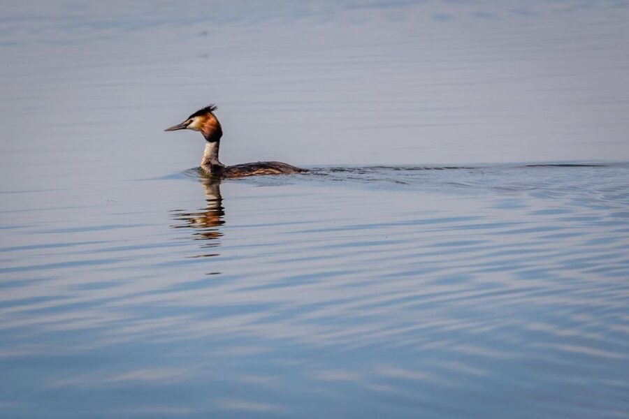 Danube Delta - 2-Day Tour from Bucharest - Key highlights you should plan around