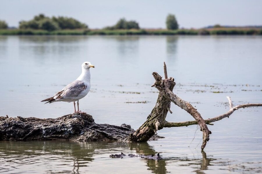Danube Delta - 2-Day Tour from Bucharest - Practical tips before you go