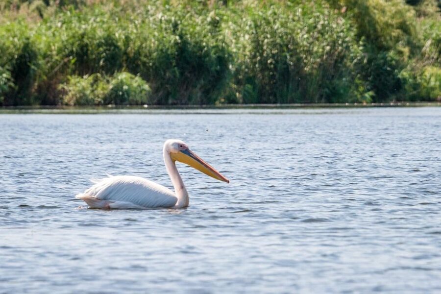 Danube Delta - 2-Day Tour from Bucharest - Danube Delta in 2 days: what this tour does well