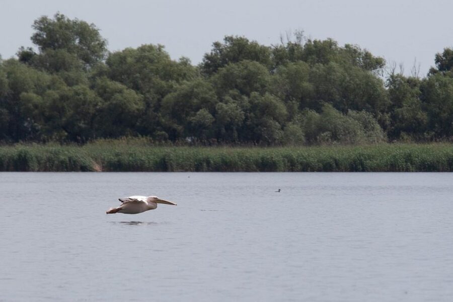 Danube Delta - 2-Day Tour from Bucharest - Who this tour is best for, and who should skip it
