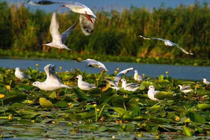 Danube Delta and Black See - 2 Days Private Tour from Bucharest - A two-day plan that actually connects the dots between coast and wetlands