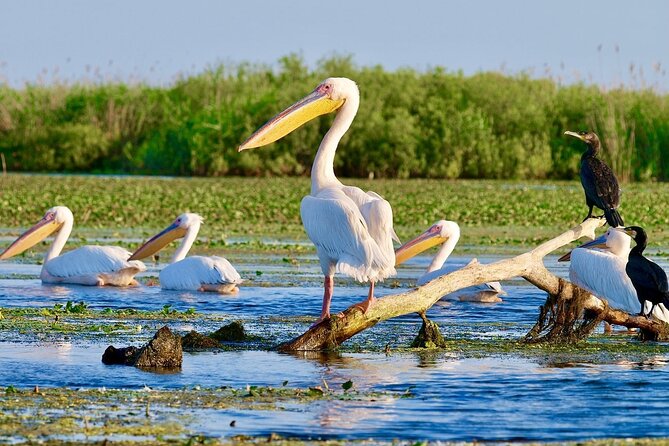Danube Delta and Black See - 2 Days Private Tour from Bucharest - Mamaia’s beach time on the Black Sea: relax, eat well, and switch gears