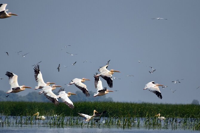 Danube Delta and Black See - 2 Days Private Tour from Bucharest - Nicolas and the private guide style: safety, humor, and actual control of the day