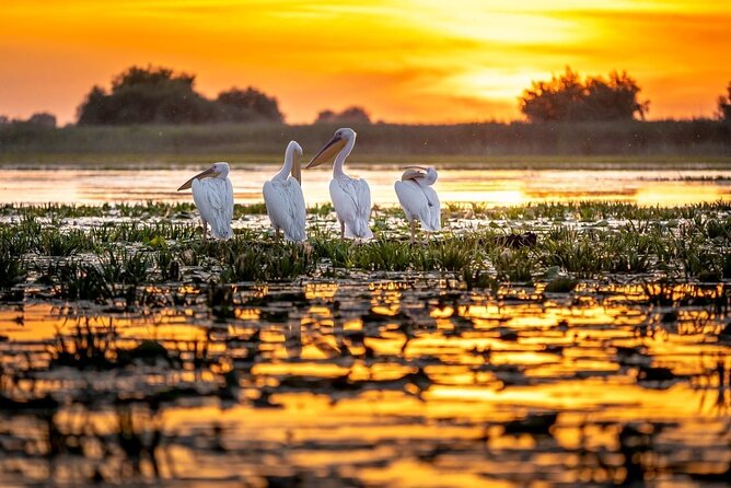 Danube Delta and Black See - 2 Days Private Tour from Bucharest - Price and value for $1,239.07 per person: what you’re really paying for