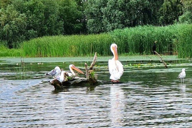 Danube Delta - Private Tour with Boat Trip & Traditional Lunch - Lunch at the end: what you pay, what to expect