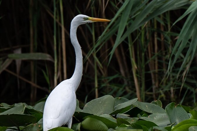 Danube Delta - Private Tour with Boat Trip & Traditional Lunch - Port Tulcea plus the in-between stops that break up the ride