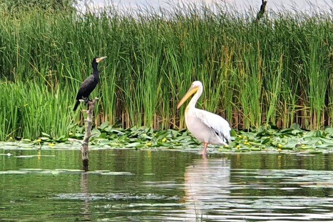 Danube Delta - Private Tour with Boat Trip & Traditional Lunch - Pricing and value: what you’re paying for in real terms