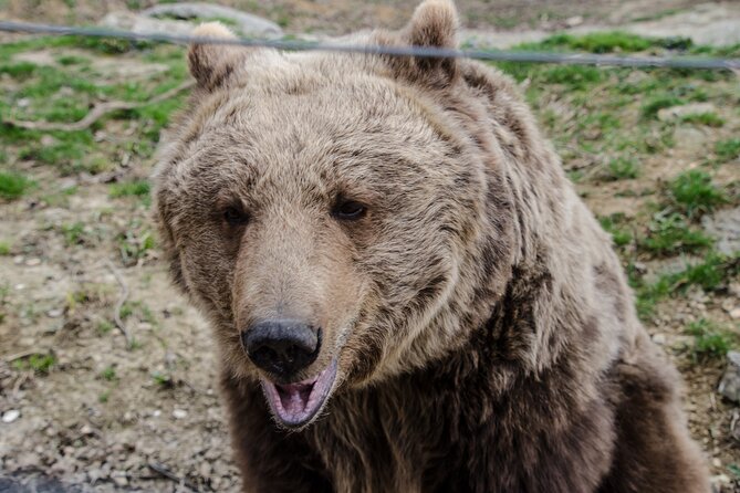 Day Trip Bear Sanctuary, Bran Castle, Rasnov Fortress from Brasov - Râşnov Citadel garden and panoramic views during restoration