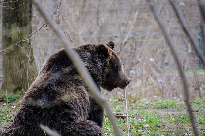 Day Trip Bear Sanctuary, Bran Castle, Rasnov Fortress from Brasov - Weather and closures: how to protect your day