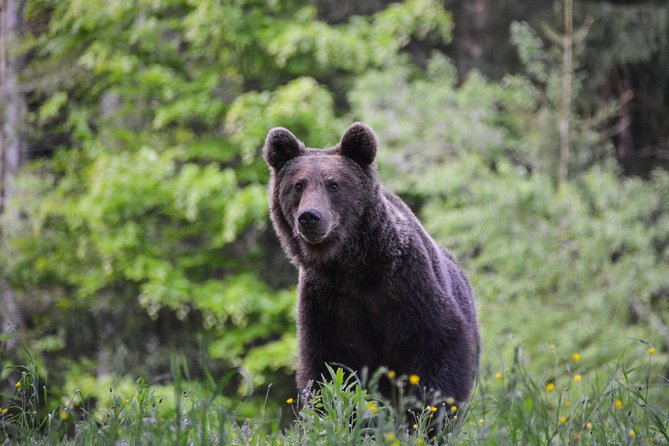 Day Trip & Bear Watching in the Land of Volcanoes - Key highlights worth knowing before you go