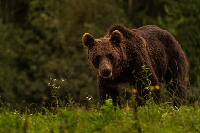 Day Trip & Bear Watching in the Land of Volcanoes - What to pack and how to dress for all-weather touring