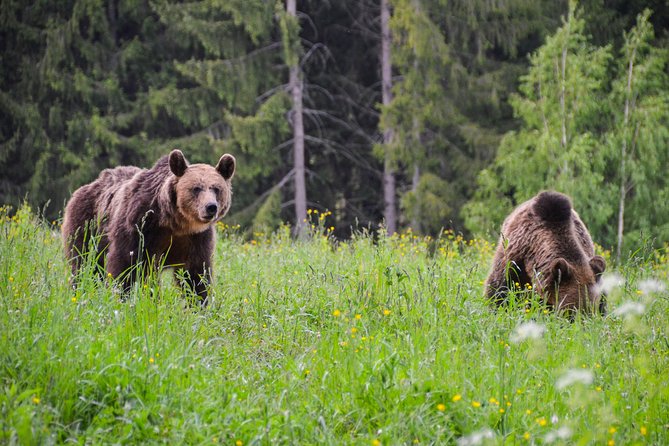 Day Trip & Bear Watching in the Land of Volcanoes - St. Anna Lake, the volcanic crater walk you can finish comfortably