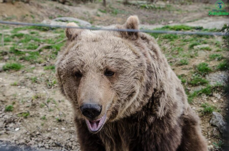 Day trip Bran Castle, Rasnov Fortress and Bear Sanctuary - LiBEARty Bear Sanctuary Zarnesti: Bears, Welfare, and Real Emotions