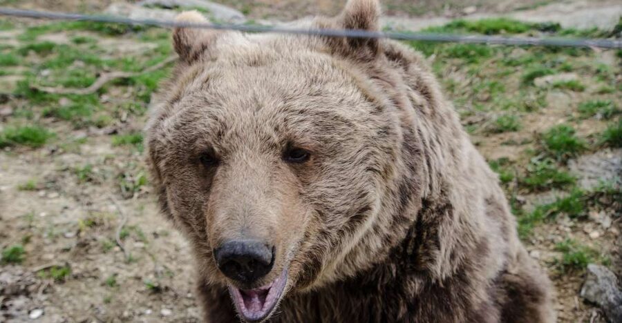 Day trip Bran Castle, Rasnov Fortress and Bear Sanctuary - Rasnov Fortress: The Mountain Setting and the 147-Meter Well Legend