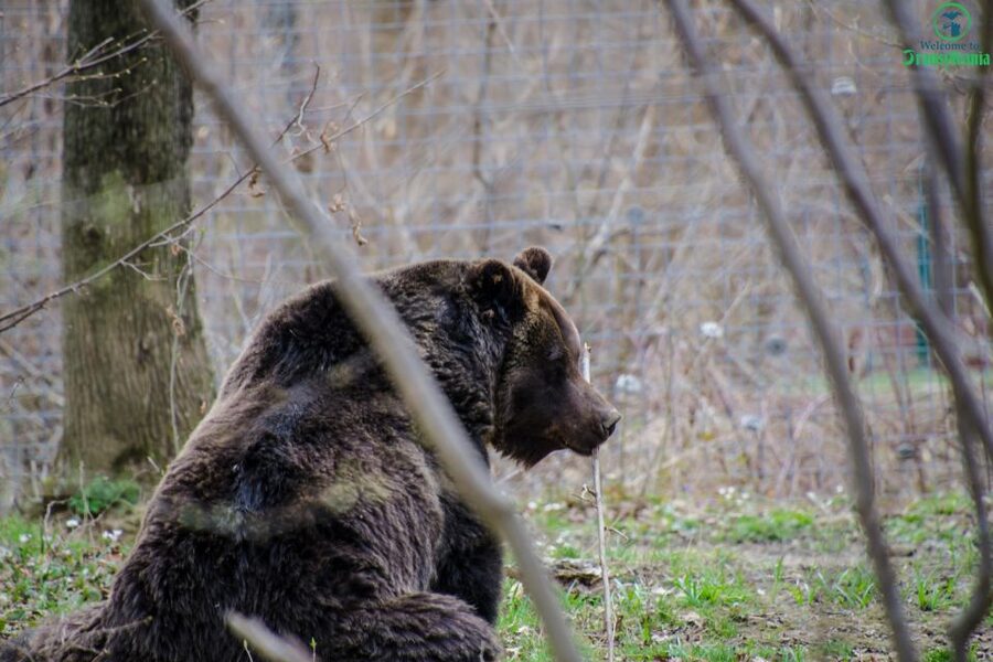 Day trip Bran Castle, Rasnov Fortress and Bear Sanctuary - FAQ