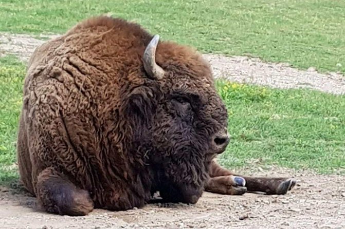 Day trip from Brasov: Bison reserve & traditional lunch - Key takeaways before you go