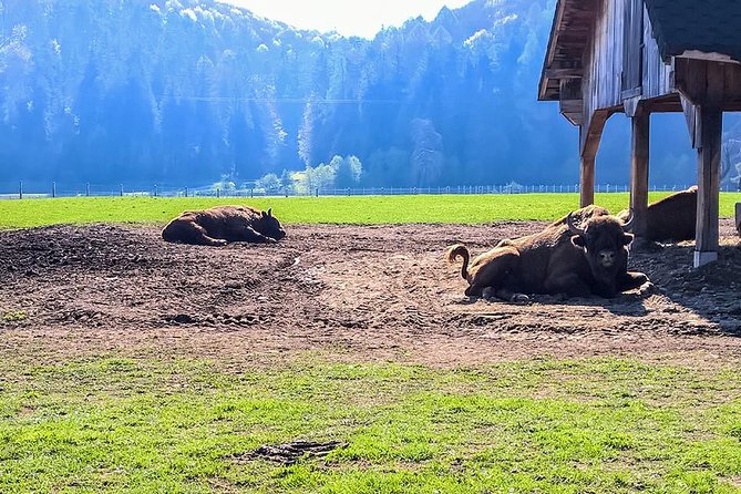 Day trip from Brasov: Bison reserve & traditional lunch - A Calm Carpathian Day from Brasov to the Buffalo Reserve