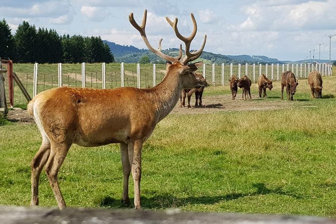 Day trip from Brasov: Bison reserve & traditional lunch - Price and What Makes It Feel Worth It