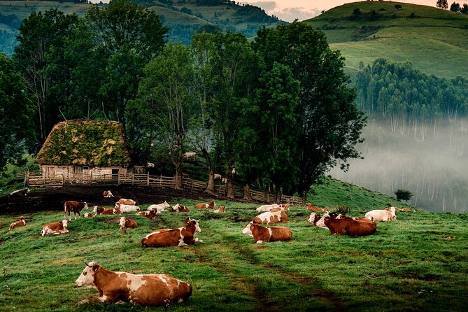 Discover Apuseni Mountains - Scarita Summit,Sipote Waterfall and Dumesti Village - Key highlights in plain terms