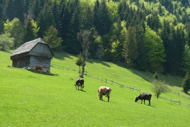 Excursión en Moeciu de Sus (recomendado para familias) con guía español nativo. - Key highlights worth getting excited about