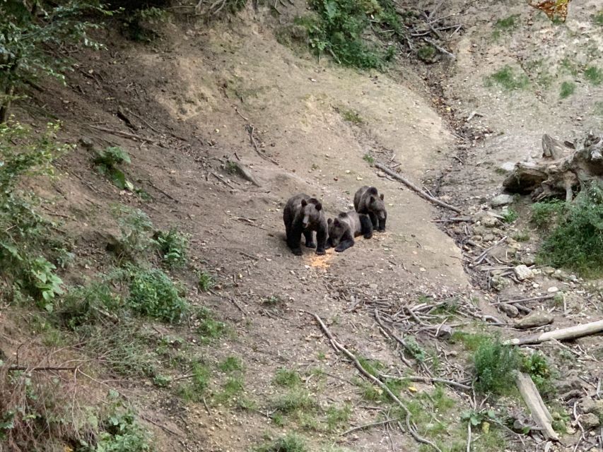 From Brasov: Bear Watching in the Wild - Why this bear-watching outing feels different